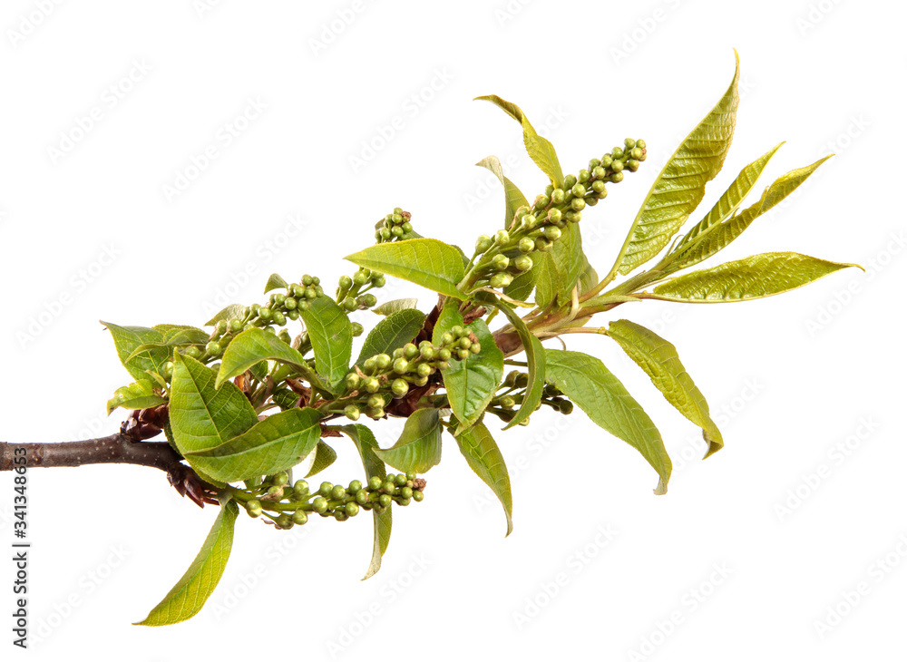 Obraz premium bird cherry tree branch with young leaves on an isolated white background.