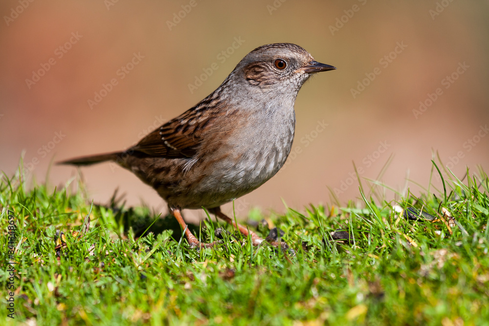 Dunnock, Prunella modularis, perched in the meadow on an unfocused ocher background Dunnock, Prunella modularis, perched in the meadow on an unfocused ocher background