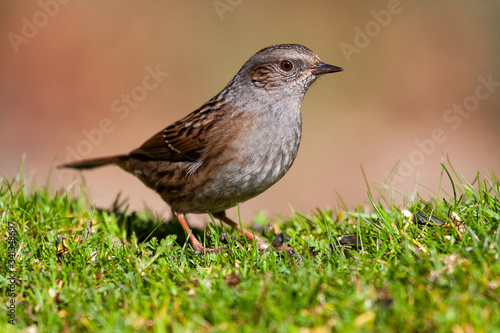 Dunnock, Prunella modularis, perched in the meadow on an unfocused ocher background