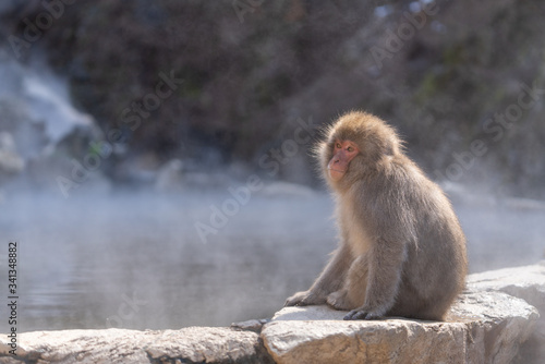 monkeys in the spa