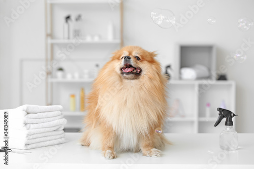 Cute dog with set for grooming in salon
