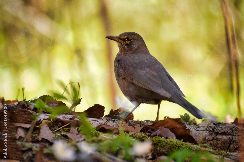 bird, natur, tier, amsel, wild lebende tiere, black, schnabel, robin, wild, bird, gras, feather, green, f bird, natur, tier, amsel, wild lebende tiere, black, schnabel, robin, wild, bird, gras, feather, green, f