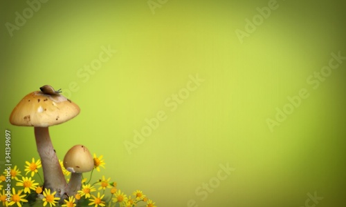 Deux champignons poussent au milieu de fleurs jaunes avec un arrière-plan dégradé de couleur verte. photo