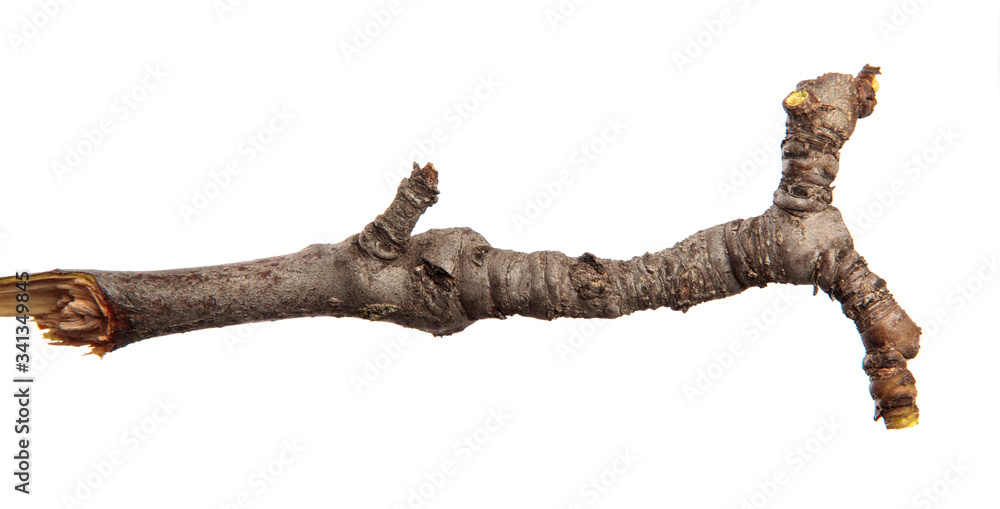 Fototapeta premium Dry branch of a fruit tree on an isolated white background. Snag.