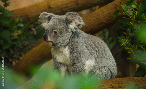 A beautiful koala on a tree branch.