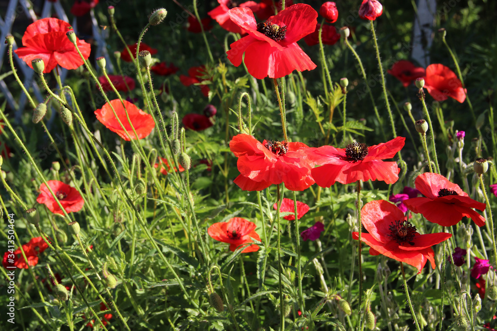 Beautiful gentle poppies flowers in the garden. Natural floral background. Hd wallpaper flowers nature wallpapers for desktop backgrounds. Beautiful gentle poppies flowers in the garden. Natural floral background. Hd wallpaper flowers nature wallpapers for desktop backgrounds.
