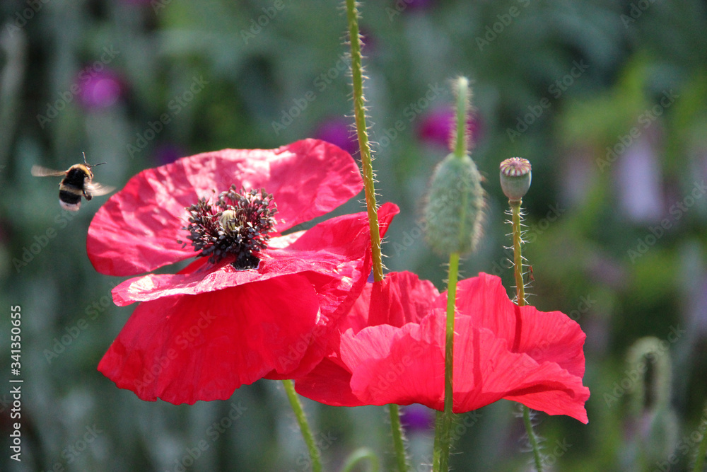 Obraz premium Beautiful gentle poppies flowers in the garden. Natural floral background. Hd wallpaper flowers nature wallpapers for desktop backgrounds.