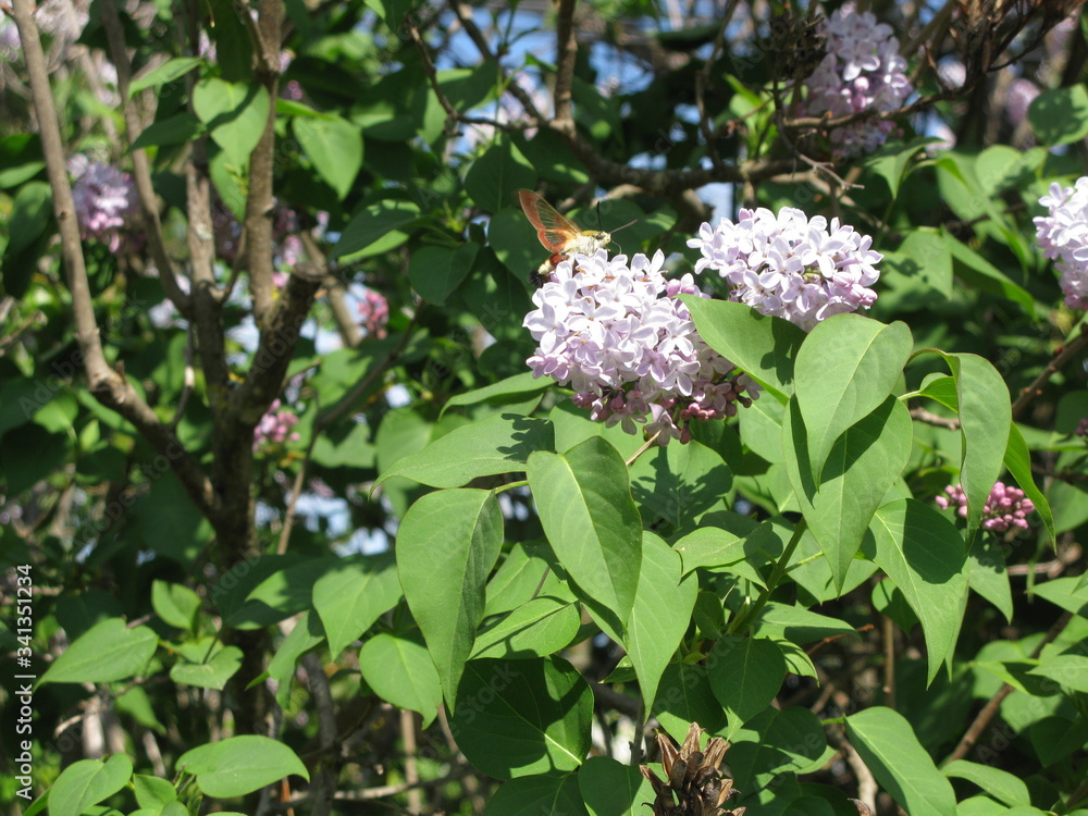 le papillon le papillon
