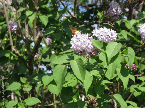 le papillon