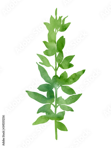 Beautiful green branch. Hand painted decorative image isolated on a white background. Watercolour botanical picture for creative design of posters  cards  invitations  banners  websites.