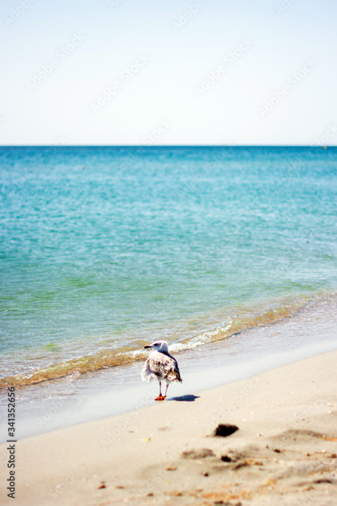 a Seagull walks along the coastline of the sea on the beach sand, sea and sky