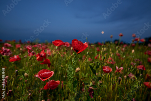 Poppy field at sunset  red poppies on a background of blue sky with moon
