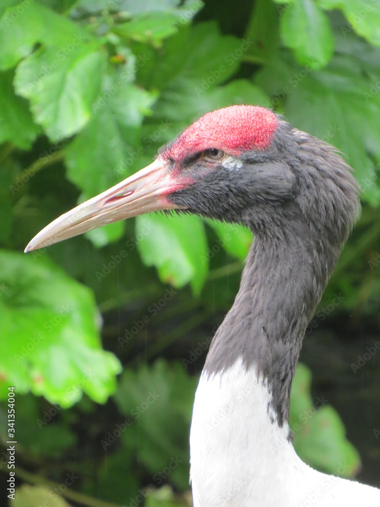 Fototapeta premium Black-necked crane