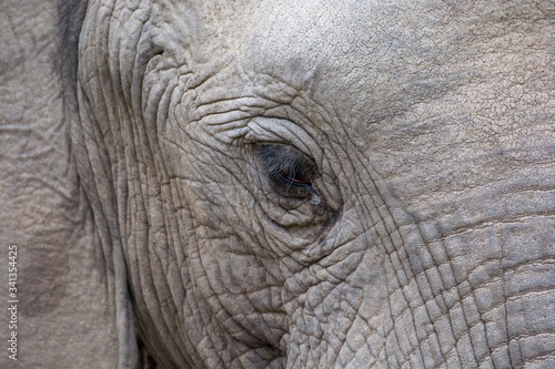 Close up of the face of an African Elephant (Loxodonta africana)