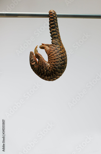 The scaly anteater: the pangolin