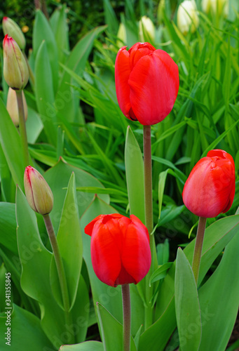 Red  orange and yellow tulip flowers in the spring garden