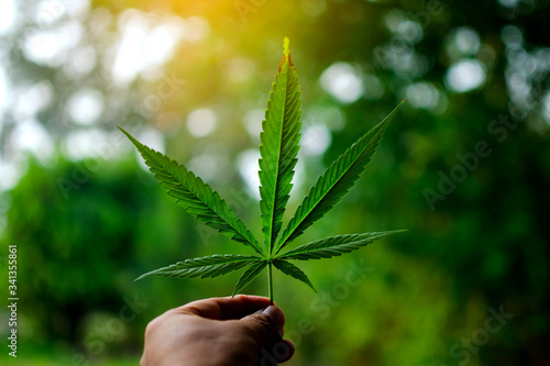 Green cannabis leaf in hand, sunny