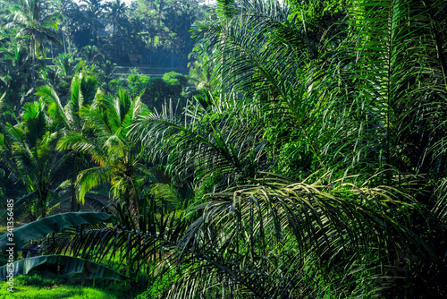 Bali tourist destination. Rainforest at dawn. Natural exotic eco background