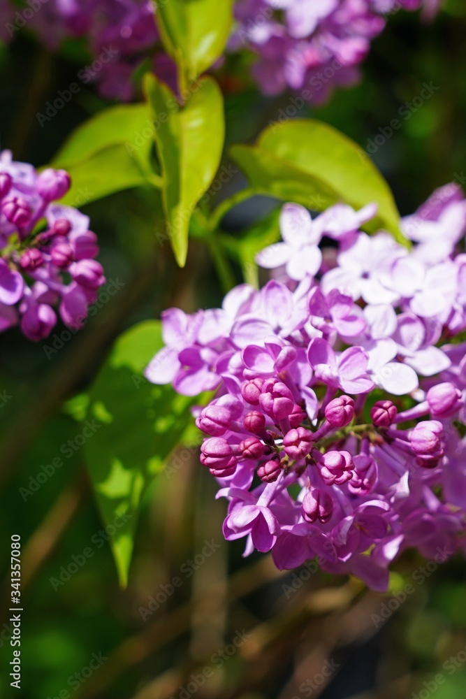 Fragrant purple flower clusters of fragrant lilac (syringa)