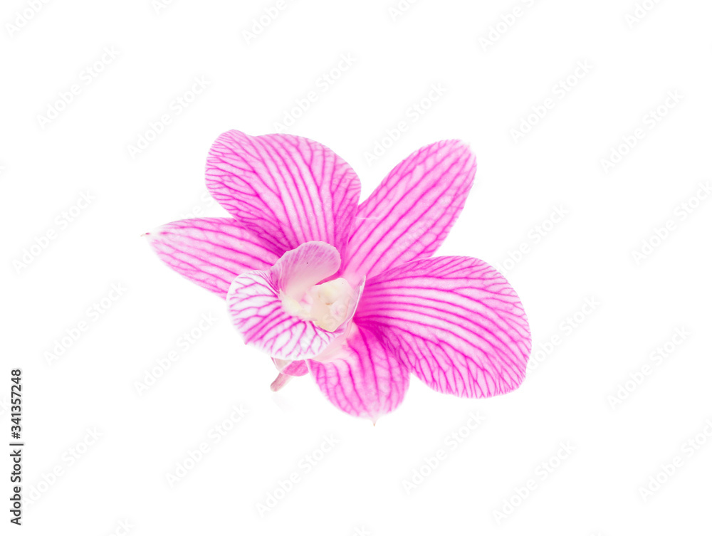 pink orchid flowers isolated on white background pink orchid flowers isolated on white background