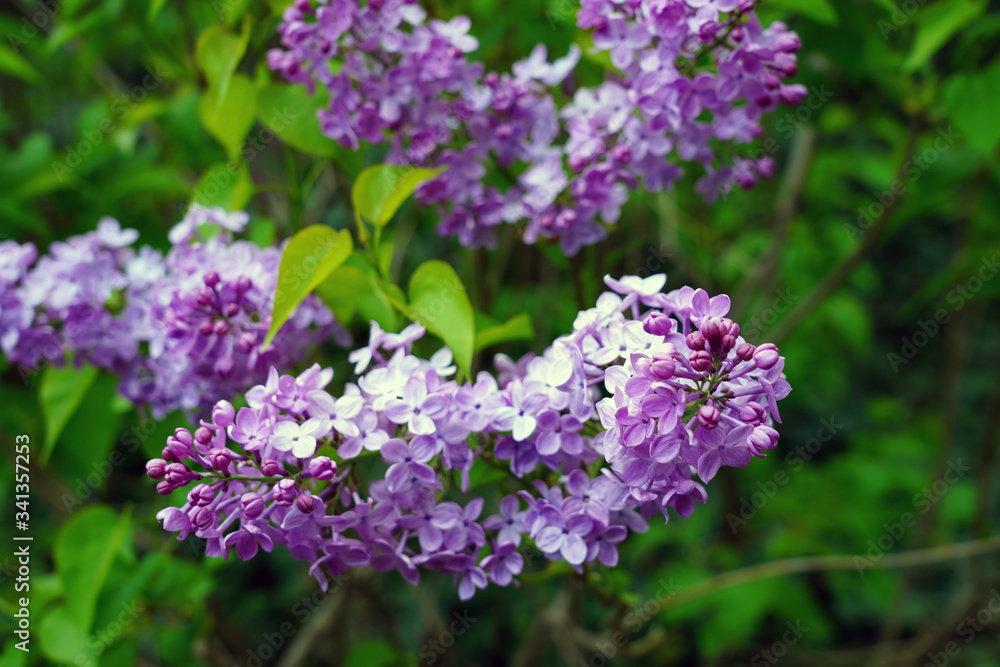 Fragrant purple flower clusters of fragrant lilac (syringa)