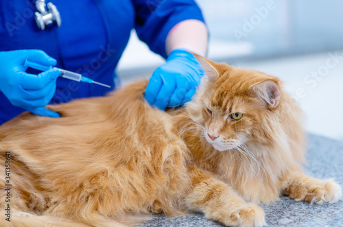 The vet is checking the illness of the cat in the doctor