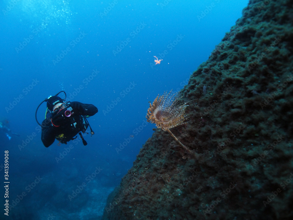 custom made wallpaper toronto digitalScuba Diving Malta Gozo Comino