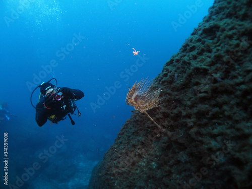 Wallpaper Mural Scuba Diving Malta Gozo Comino Torontodigital.ca