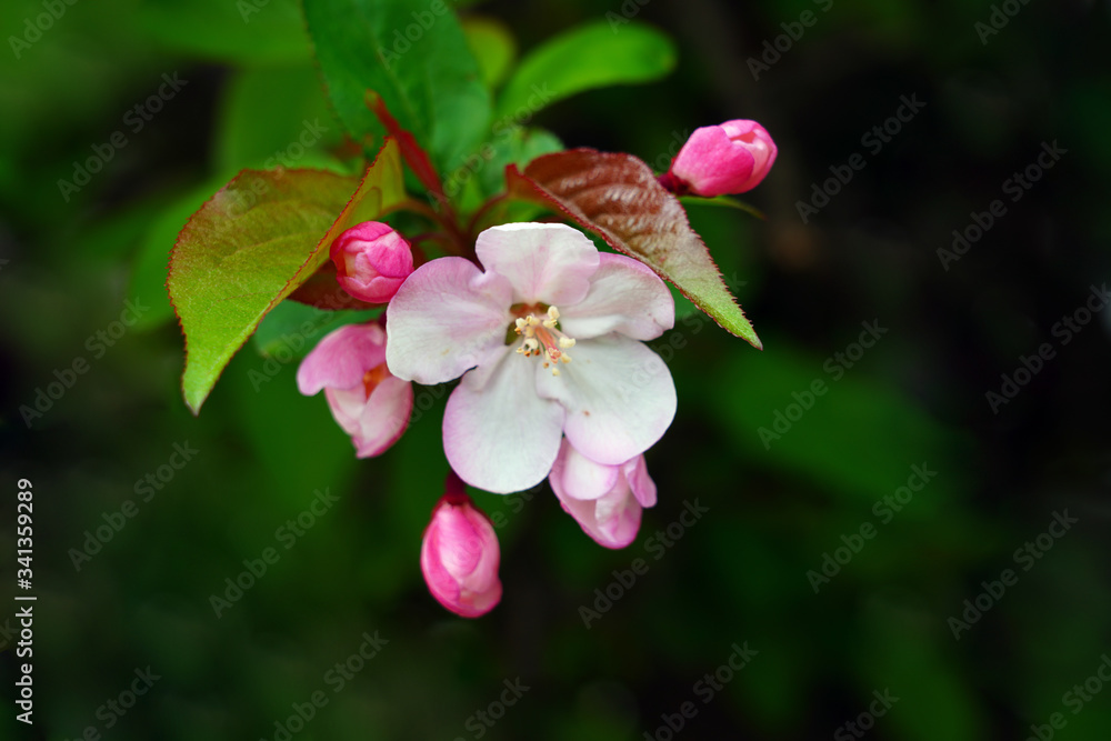 Pink and white apple blossoms and buds on a branch in the spring Pink and white apple blossoms and buds on a branch in the spring
