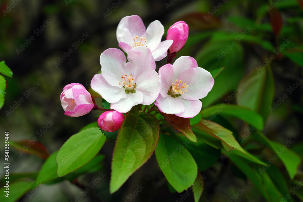 Pink and white apple blossoms and buds on a branch in the spring Pink and white apple blossoms and buds on a branch in the spring
