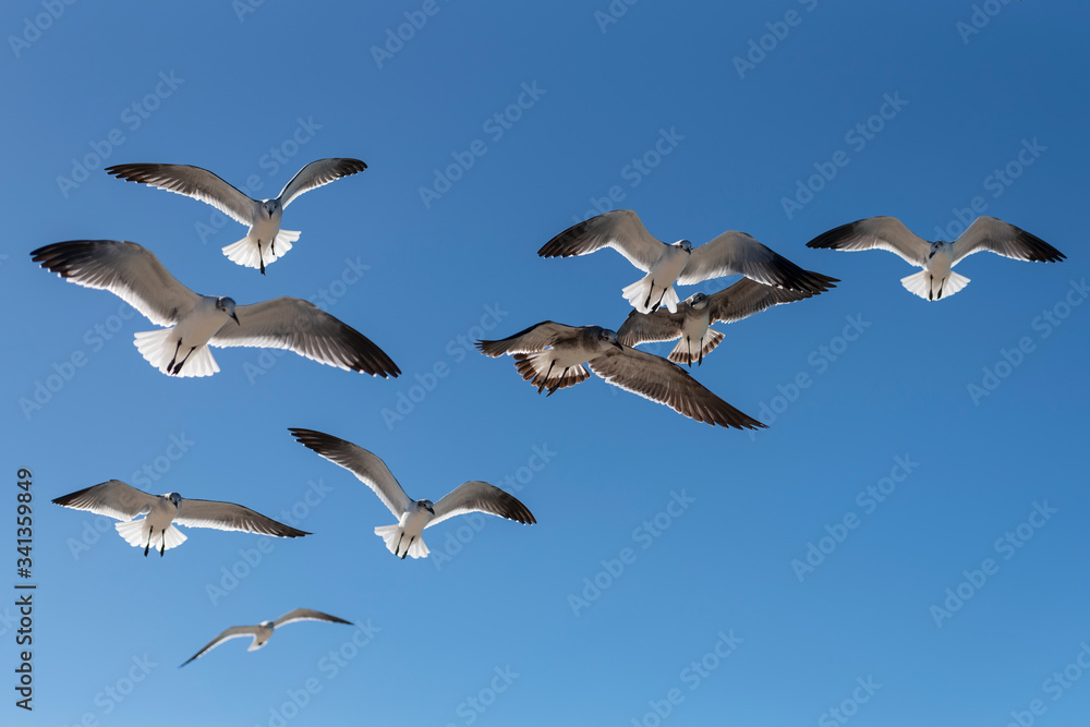 flock of seagulls flying in the deep blue sky of varadero cuba