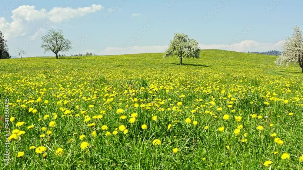 Spring. The garden is in full bloom. Wildflowers in tall green grass. Aerial view. Shooting a camera from a drone. Center of Europe. Switzerland. Vitznau. Weggis. Spring landscape. The top of Pilatus Spring. The garden is in full bloom. Wildflowers in tall green grass. Aerial view. Shooting a camera from a drone. Center of Europe. Switzerland. Vitznau. Weggis. Spring landscape. The top of Pilatus