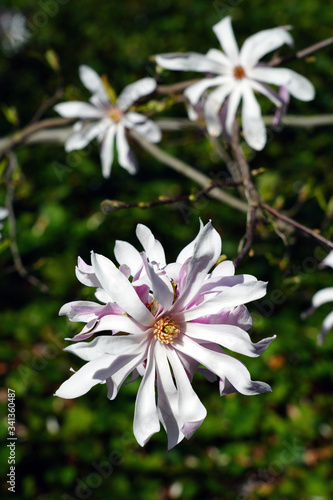 White flower of a star magnolia (magnolia stellata) tree in spring