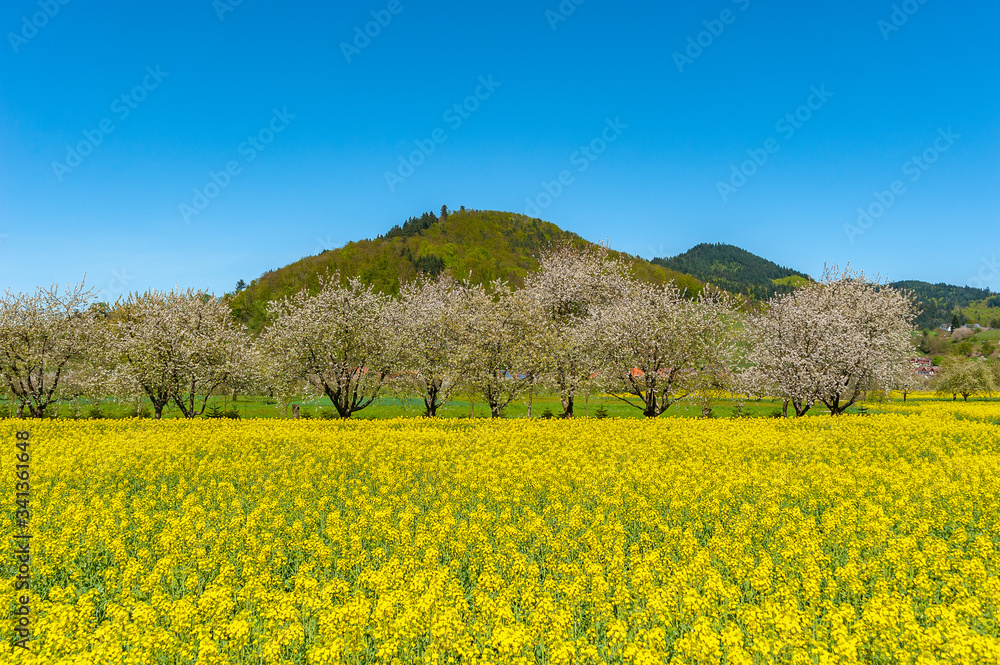 Rape field in front of blooming fruit trees near Ortenberg Rape field in front of blooming fruit trees near Ortenberg