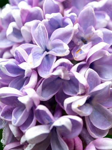 close-up of pale purple lilac flowers in the spring © Michele