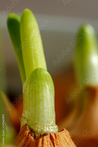 Beautiful fresh spring onion makro close-up on natural background.