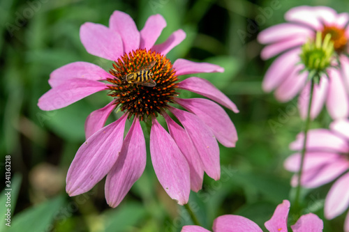 syrphid, mimic, hoverfly, fly on a purple cone flower