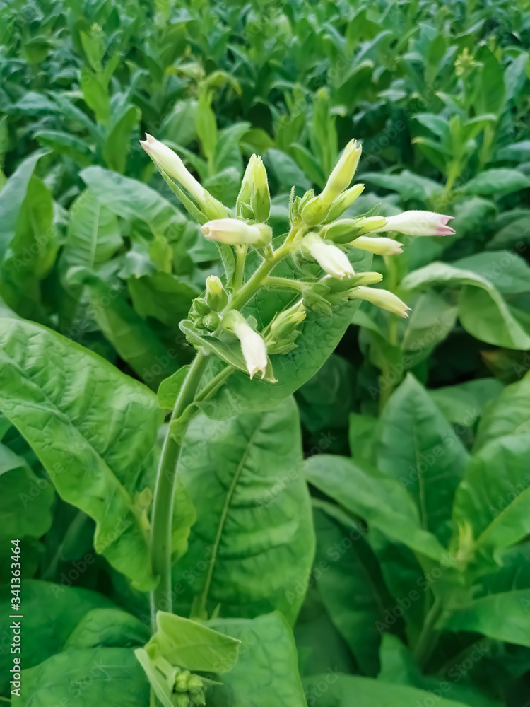 Obraz premium Young tobacco plants green leaf natural growing in field, Nepal.