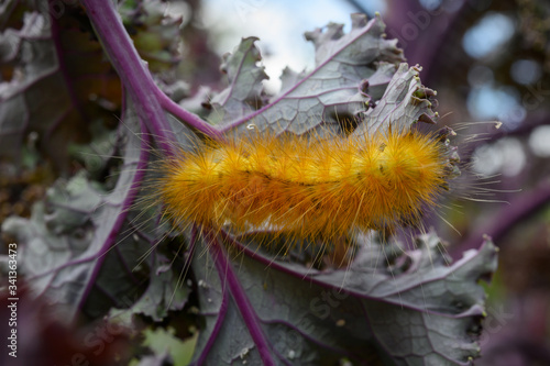 virginian tigermoth catepillar on kale