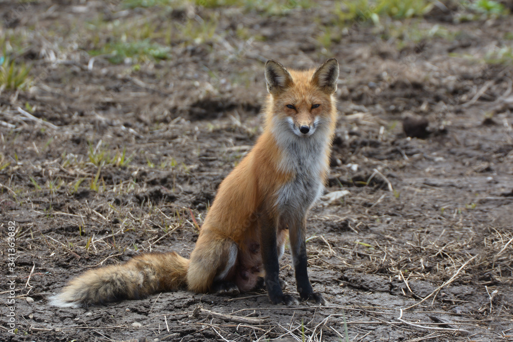 Mother fox Mother fox