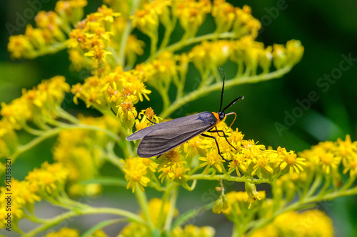 yellow-collared scrape moth