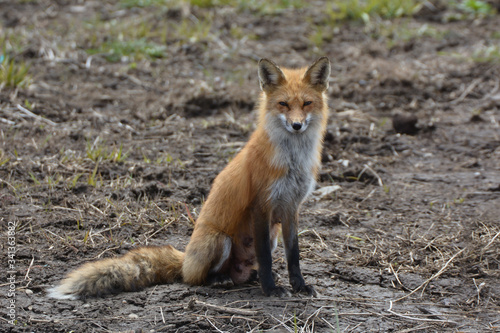 Mother fox © Carol Hamilton