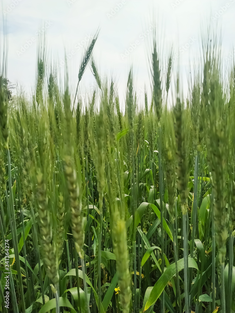 Natural wheat seedlings in a field green fresh. Natural wheat seedlings in a field green fresh.