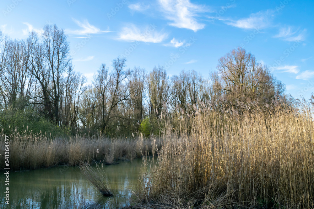 Quiet evening spring nature of soft colors with forest and pond on the blue sky background in the nature reserve Wilgenbos Almere de Vaart. Quiet evening spring nature of soft colors with forest and pond on the blue sky background in the nature reserve Wilgenbos Almere de Vaart.