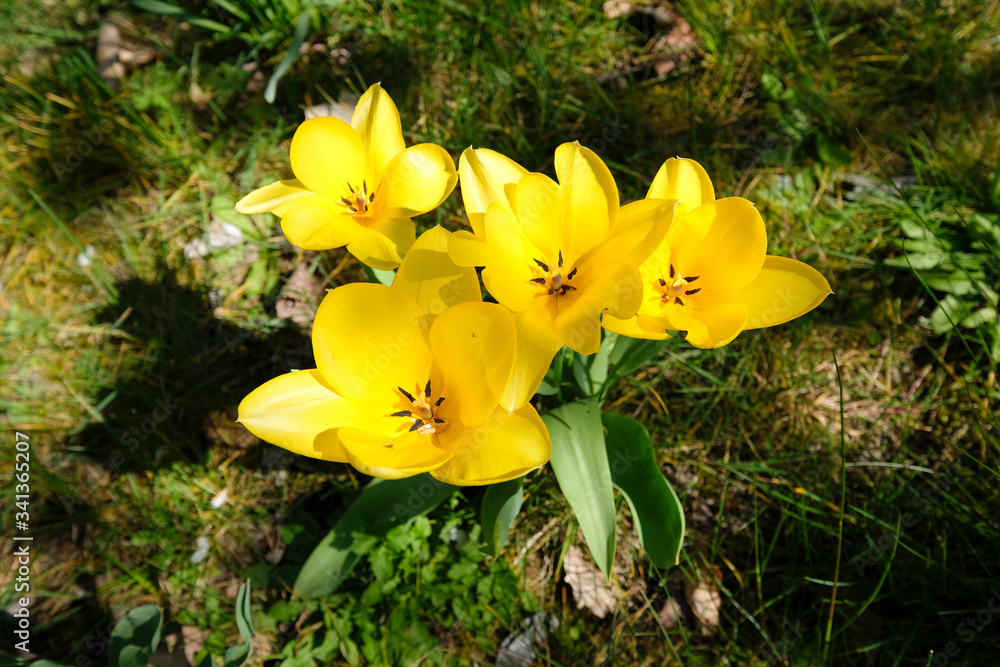 Obraz premium Tulipes jaunes au début du printemps