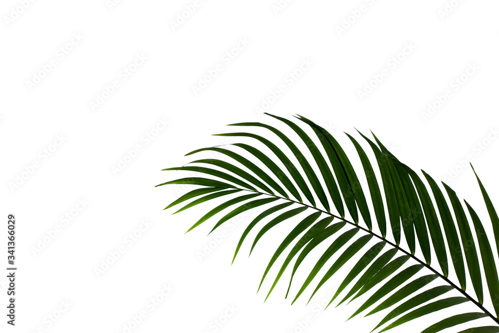 leaves of coconut isolated on white background for design elements, tropical leaf, summer background leaves of coconut isolated on white background for design elements, tropical leaf, summer background