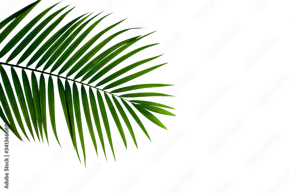 Obraz premium leaves of coconut isolated on white background for design elements, tropical leaf, summer background