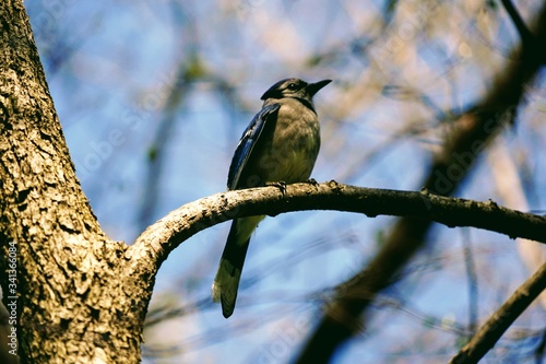 Blue Jay Bird Sitting on a Tree Branch in Spring - Cyanocitta Cristata