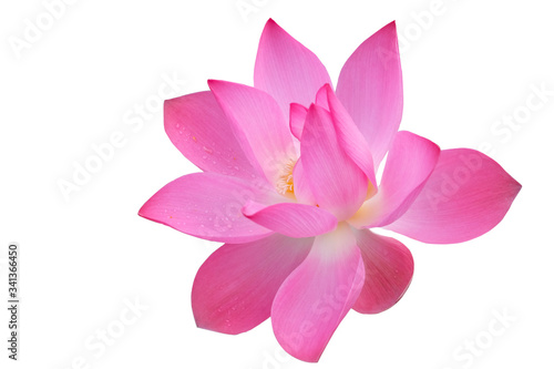 pink lotus flower isolated © ekkapol