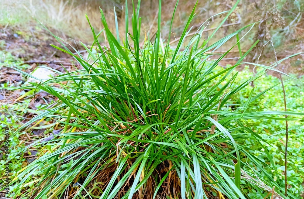 Fototapeta premium Zielona kępa trawy